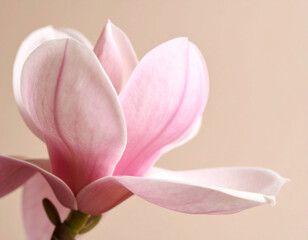 Fototapeta premium beautiful close-up photograph features two delicate pink magnolia flowers with soft, curving petals and prominent stamens. beige background