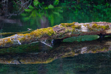 Part view of a stem of a fallen tree, in the pond with mirrorings and reflections