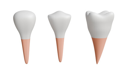 Three teeth with roots – different shapes 3D Rendered on transparent isolated