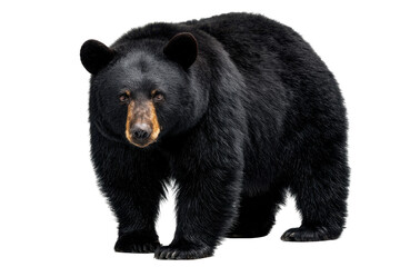 Fototapeta premium American Black Bear Isolated on Transparent Background