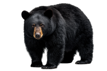 American Black Bear Isolated on Transparent Background