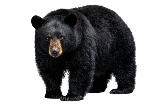 American Black Bear Isolated on Transparent Background