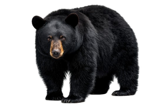 American Black Bear Isolated on Transparent Background