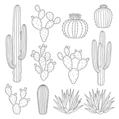 Various types of desert cacti and succulents line drawing collection