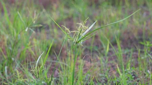 Purple Nutsedge, a grass plant on the grass field swaying against the breeze