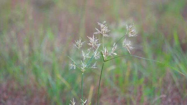 Close-up of the Cyperus rotundus, swaying against the breeze
