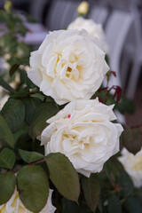 Elegant white roses in full bloom with lush green leaves, close-up shot of delicate petals, soft natural light, romantic and pure floral composition, symbol of love and purity, perfect for wedding or