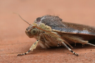 Detailed closeup on a European owlet moth Noctua janthe or janthina
