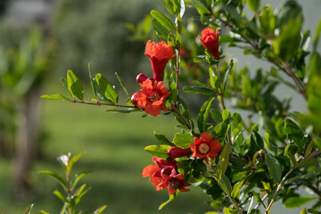 Pomegranate flowers, vibrant in red-orange tones, grow on a branch with glossy, dark green leaves. Some buds are just beginning to open, while others are fully bloomed.