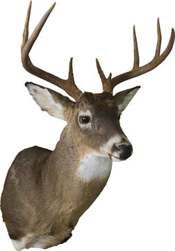 A buck with antlers mounted, with a transparent background