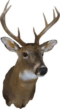 A buck with antlers mounted, with a transparent background