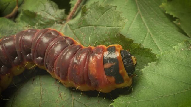 Vilnius, Lithuania &ndash; September 1, 2025. Extreme close-up shot of the goat moth larva (Cossus cossus) in its natural habitat