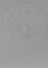 Obraz premium Detailed spider web on grey background showcasing intricate patterns 