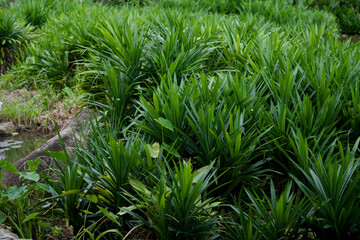 Experience the Lush Green Tropical Foliage thriving in its Natural Habitat all around us