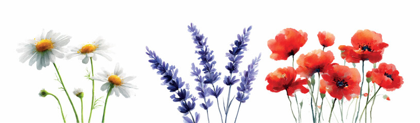 Fototapeta premium Watercolor set of field flowers. Red poppies, white daisies and lavender. Herbarium of field and meadow flowers. Garden, meadow, field elements. Vector illustration.