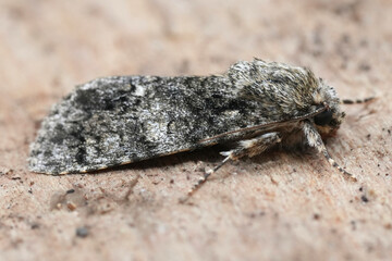 Closeup on a European Knot Grass owlet moth,  Acronicta rumicis on wood