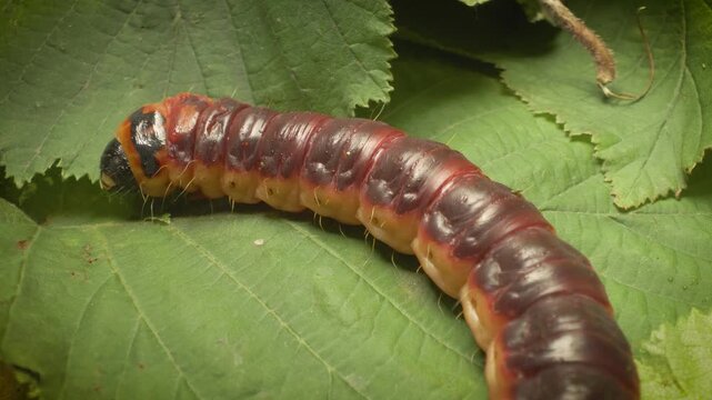 Close-up of the goat moth larva (Cossus cossus) in its natural habitat