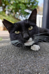Tuxedo Cat Resting on Concrete with Curious Look