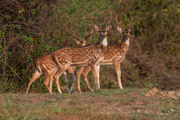 Chital Deers Standing in the Forest of India