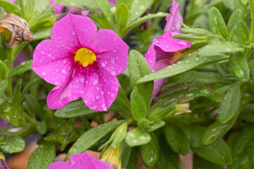 pink flower in the garden