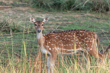 Spotted deer or chital standing in the grass and looking at camera