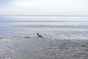 mewa, ptaki, morze, Bałtyk, © Estera