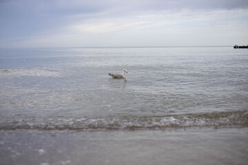 mewa, ptaki, morze, Bałtyk, © Estera