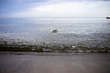 mewa, ptaki, morze, Bałtyk,