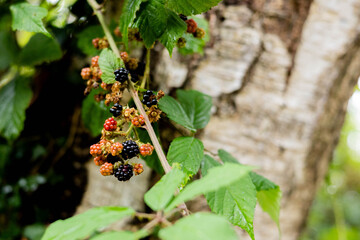 jeżyny, las, rośliny, owoce, jesień, lato, liście © Estera