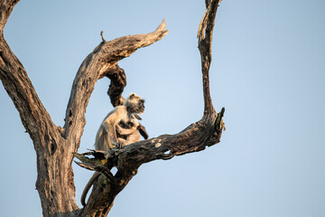 Northern plains gray langur breastfeeding on a tree in india