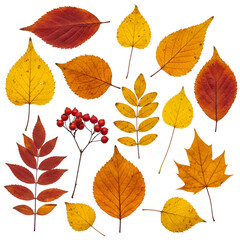 Autumn Leaves Collection watercolor Art