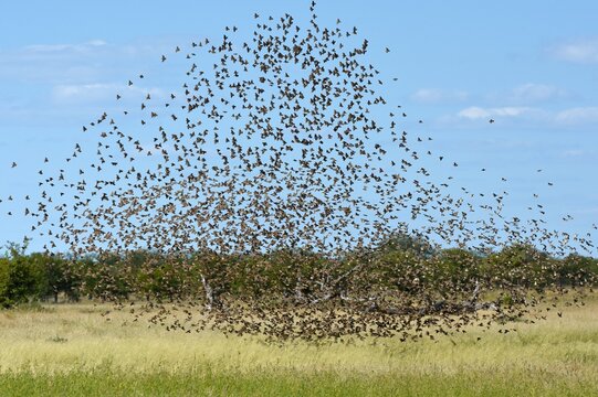 Blutschnabelweberv&ouml;gel (quela quela) fliegen zum Wasserloch im Etoscha Nationalpark