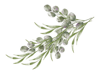 Watercolor greenery frame isolated on white background. Botanical hand painting illustration for wedding invitation, greeting card end eco design