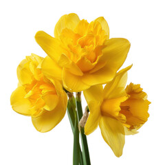 Obraz premium Three vibrant yellow daffodils in a clear vase against, isolated on transparent background