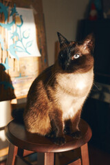 Siamese cat with blue eyes sitting on wooden stool in warm sunlight