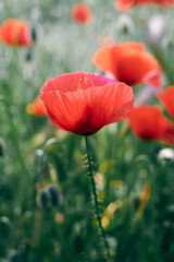 Bright red poppy flower blooming in summer field with soft green background