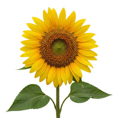 Fototapeta premium Vibrant sunflower bloom with green leaves and dark center against black background