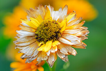 Herbststimmung im Garten