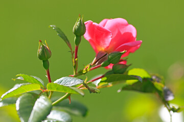 Letzte Rosenblüte im herbstlichen Garten
