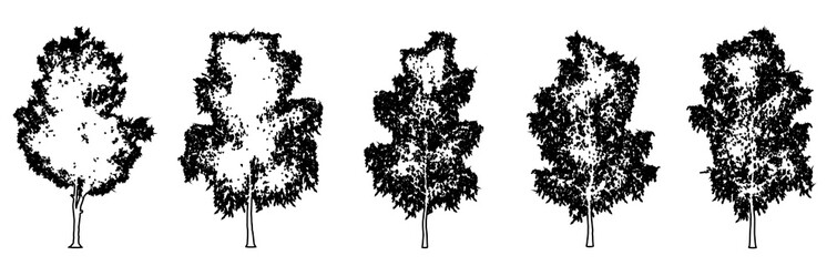 Set or collection of Grey Birch trees as black line drawing silhouette on white background. Concept or conceptual vector for nature, planet, ecology conservation, strength, endurance and  beauty
