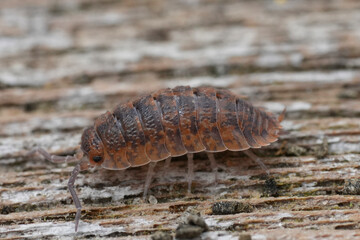 Closeup on an unusual orange colored rough woodlouse, Porcellio scaber on wood