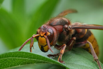 Closeup on a colorful red European hornet , Vespa crabro hiding in the vegetation