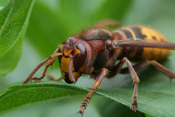 Closeup on a colorful red European hornet , Vespa crabro hiding in the vegetation