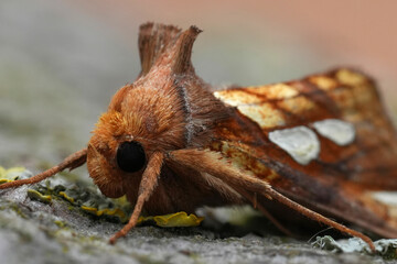 Closeup on a colorful Gold Spot, owlet moth, Plusia festucae