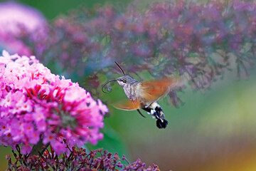 Ein Taubenschwänzchen schwebt über den Blüten eines Schmetterlingsstrauches
