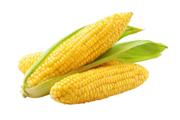 Fresh Sweet Corn Ears on Transparent Background