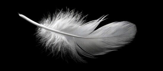 Fototapeta premium Delicate white feather against black background (1)