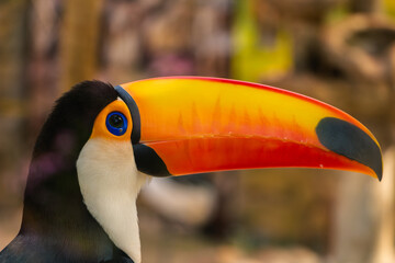 O tucano-toco