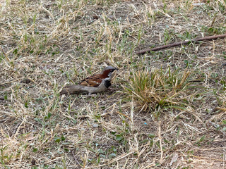 Sparrow standing on dry grass in natural environment. Wildlife, bird watching and outdoor observation of small animal species.