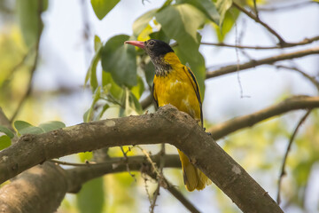 Black-hooded Oriole, Chitwan National Park, Nepal.